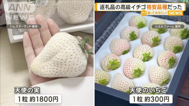 【千葉・四街道市】ふるさと納税返礼品　高級イチゴのはずが…格安品種だった